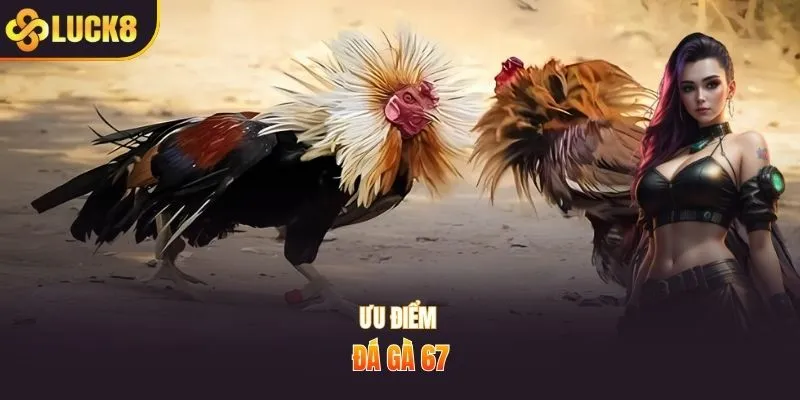 Ưu điểm đá gà 67