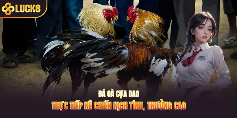Đá gà cựa dao